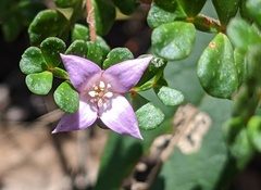 Boronia
