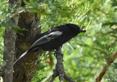 Melaniparus niger