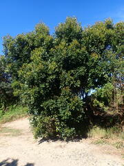 Cryptocarya triplinervis