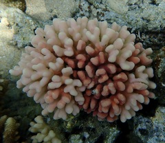 Stylophora