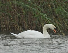 Cygnus olor