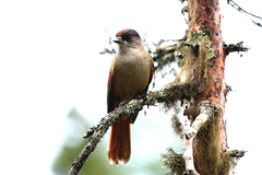 Perisoreus infaustus