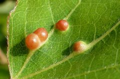 Harmandiola globuli