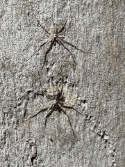 Tamopsis