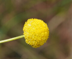 Craspedia variabilis