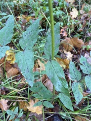 Galega orientalis