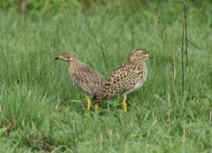 Burhinus capensis capensis