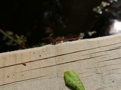 Xanthocnemis zealandica