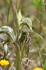 Pterostylis biseta