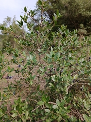 Phillyrea latifolia