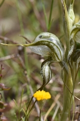 Pterostylis biseta