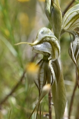 Pterostylis biseta