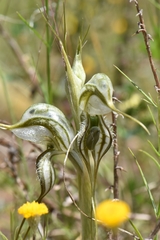 Pterostylis biseta