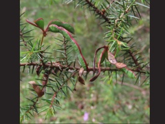 Acacia ulicifolia