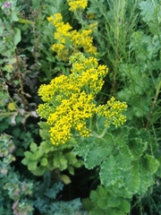 Senecio halimifolius