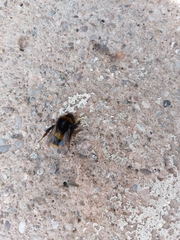 Bombus