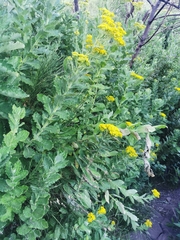 Senecio halimifolius