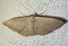 Scopula optivata