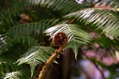 Cibotium glaucum