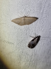 Scopula optivata