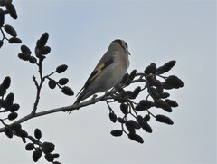 Carduelis carduelis