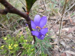 Cheiranthera alternifolia