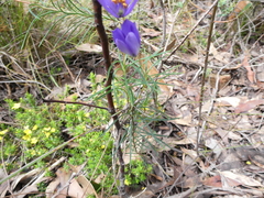 Cheiranthera alternifolia