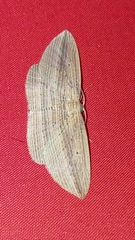 Epiphryne verriculata