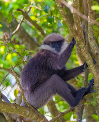 Semnopithecus vetulus