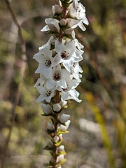 Epacris