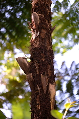Cibotium glaucum