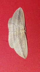 Epiphryne verriculata