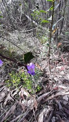 Cheiranthera alternifolia