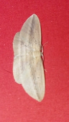 Epiphryne verriculata