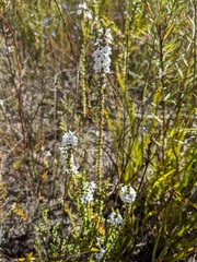 Epacris