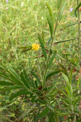 Acacia aspera