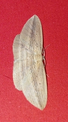 Epiphryne verriculata