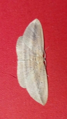 Epiphryne verriculata