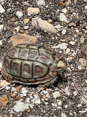Homopus areolatus