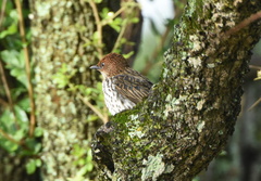 Cinnyricinclus leucogaster