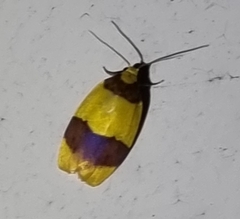 Heterallactis euchrysa