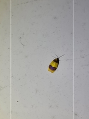 Heterallactis euchrysa