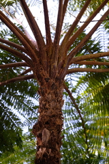 Cibotium glaucum