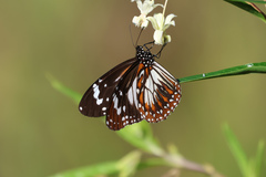 Danaus affinis