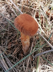 Battarrea phalloides