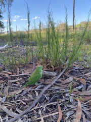 Trichoglossus chlorolepidotus