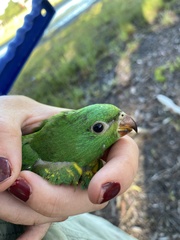 Trichoglossus chlorolepidotus