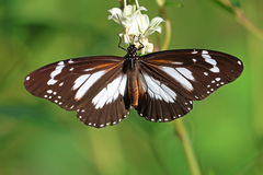 Danaus affinis