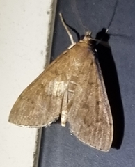 Herpetogramma licarsisalis