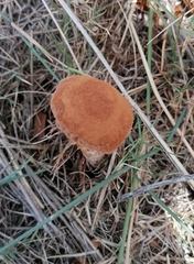 Battarrea phalloides